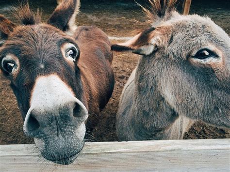 arsch fotos|400+ kostenlose Arsch und Esel.